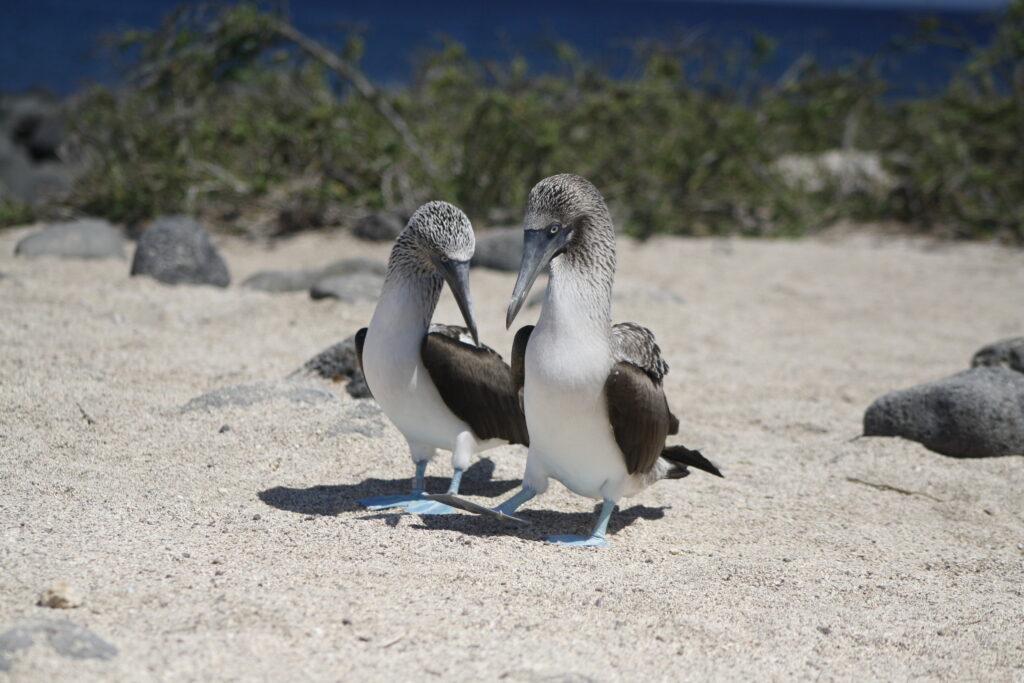 SIT Study Abroad in the Galapagos Islands Blue-footed booby photo